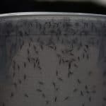 A biologist releases genetically modified mosquitoes in February 2016 in Piracicaba, Brazil. Technicians from the Oxitec laboratory released genetically modified mosquitoes Aedes Egypti to combat Zika virus. (Photo by Victor Moriyama/Getty Images)
