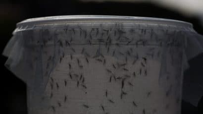 A biologist releases genetically modified mosquitoes in February 2016 in Piracicaba, Brazil. Technicians from the Oxitec laboratory released genetically modified mosquitoes Aedes Egypti to combat Zika virus. (Photo by Victor Moriyama/Getty Images)
