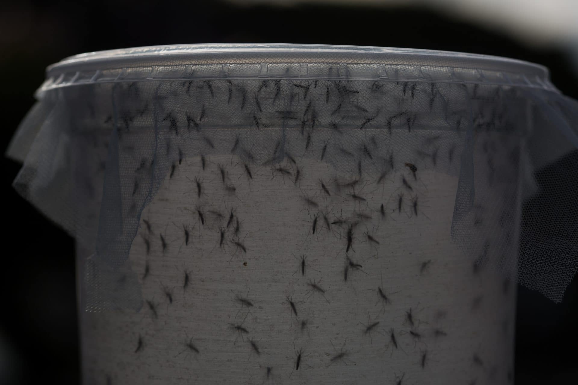 Paradise altered: EPA approves first release of genetically modified mosquitoes in Florida Keys