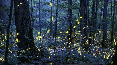 fireflies at night Elkmont North Carolina