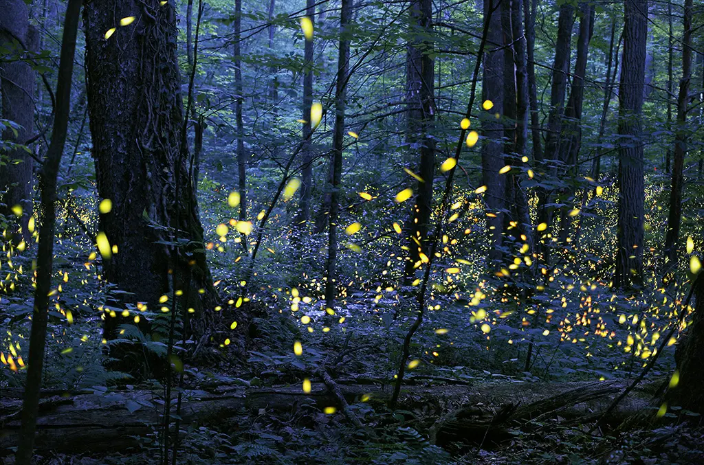 fireflies at night Elkmont North Carolina