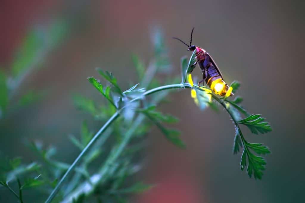 “Like a tiny galaxy descended into the forest”—new species of firefly ...