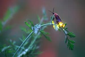 firefly on fern