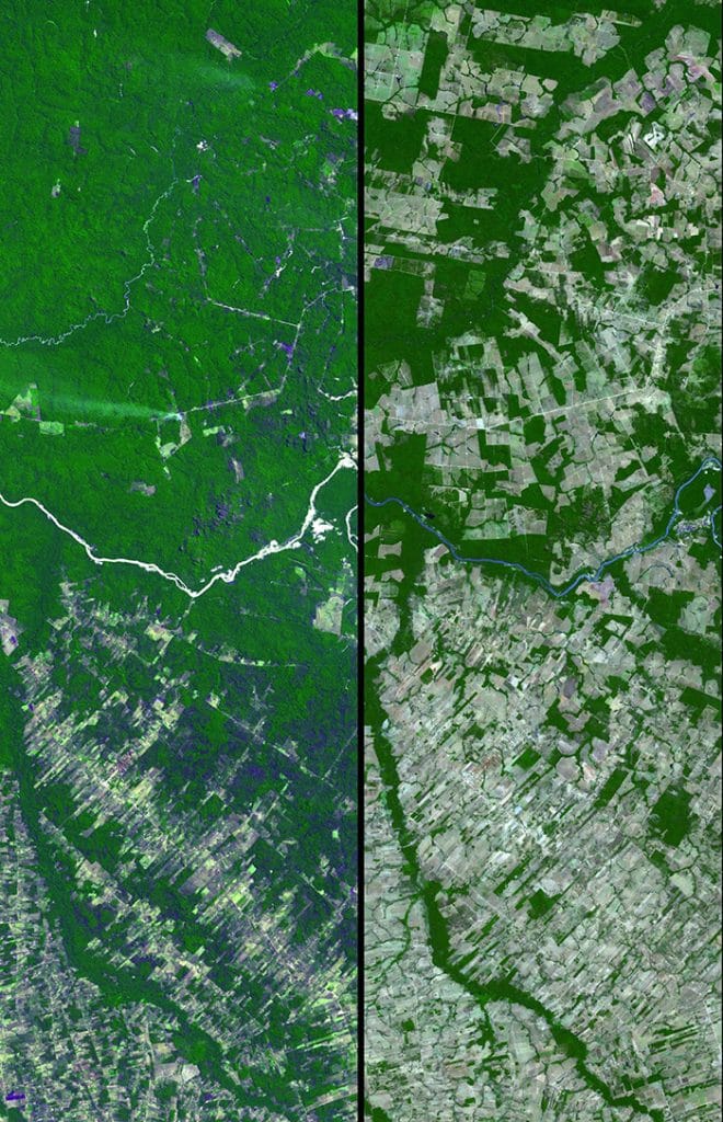 rainforest before and after