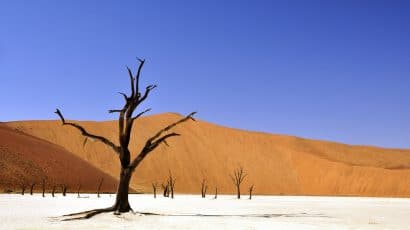 dead tree sand dune