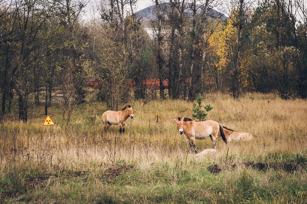 Since their introduction to the Exclusion Zone in 1998, the population of endangered Przewalski's horses has <a href="http://terioshkola.org.ua/library/pts18-2019/pts1812-gaschak-tarpan.pdf">multiplied by five</a>. (<a href="https://www.flickr.com/photos/cmdrcord/11859258694">Michael Kötter</a> / CC-BY-SA)