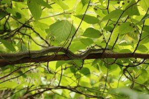A Japanese rat snake conceals itself in a tree. Photo credit: Hannah Gerke. Used with permission. 