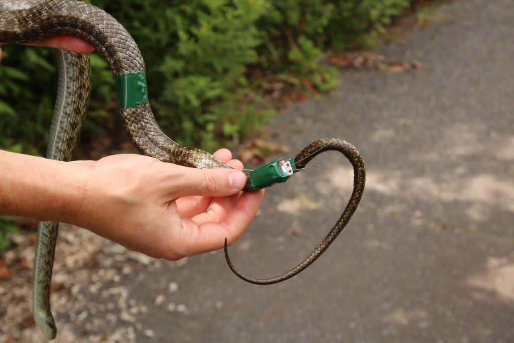 A Japanese rat snake is fit with a GPS transmitter that will allow researchers to track its movements over the next several weeks.  Photo credit: Hannah Gerke.  Used with permission.