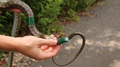 A Japanese rat snake is fit with a GPS transmitter that will allow researchers to track its movements over the next several weeks. Photo credit: Hannah Gerke. Used with permission.