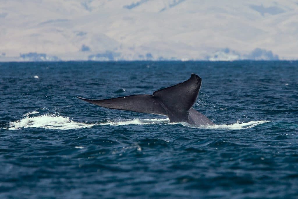 A rare spotting of a blue whale tail fluke. Credit: Mike Baird. Accessed via Wikimedia Commons. CC BY 2.0.