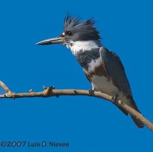 Belted Kingfisher