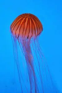 Northern sea nettle. Credit: Joe Ravi. Wikimedia Commons. CC BY-SA 3.0.