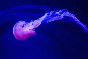 Pacific sea nettle jellyfish. Credit: Jachintapasca. Accessed via Wikimedia Commons. CC BY-SA 4.0. 