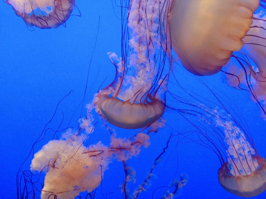 Sea nettle jellyfish swimming at Monterey Bay Aquarium in Monterey, CA. Credit: Photollama. Accessed via Wikimedia Commons. CC BY-SA 4.0.