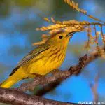 Yellow Warbler