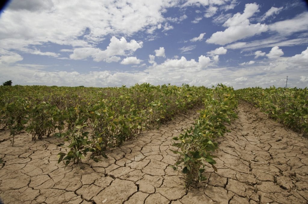 soybeans wilt in cracked earth below partly cloudy sky