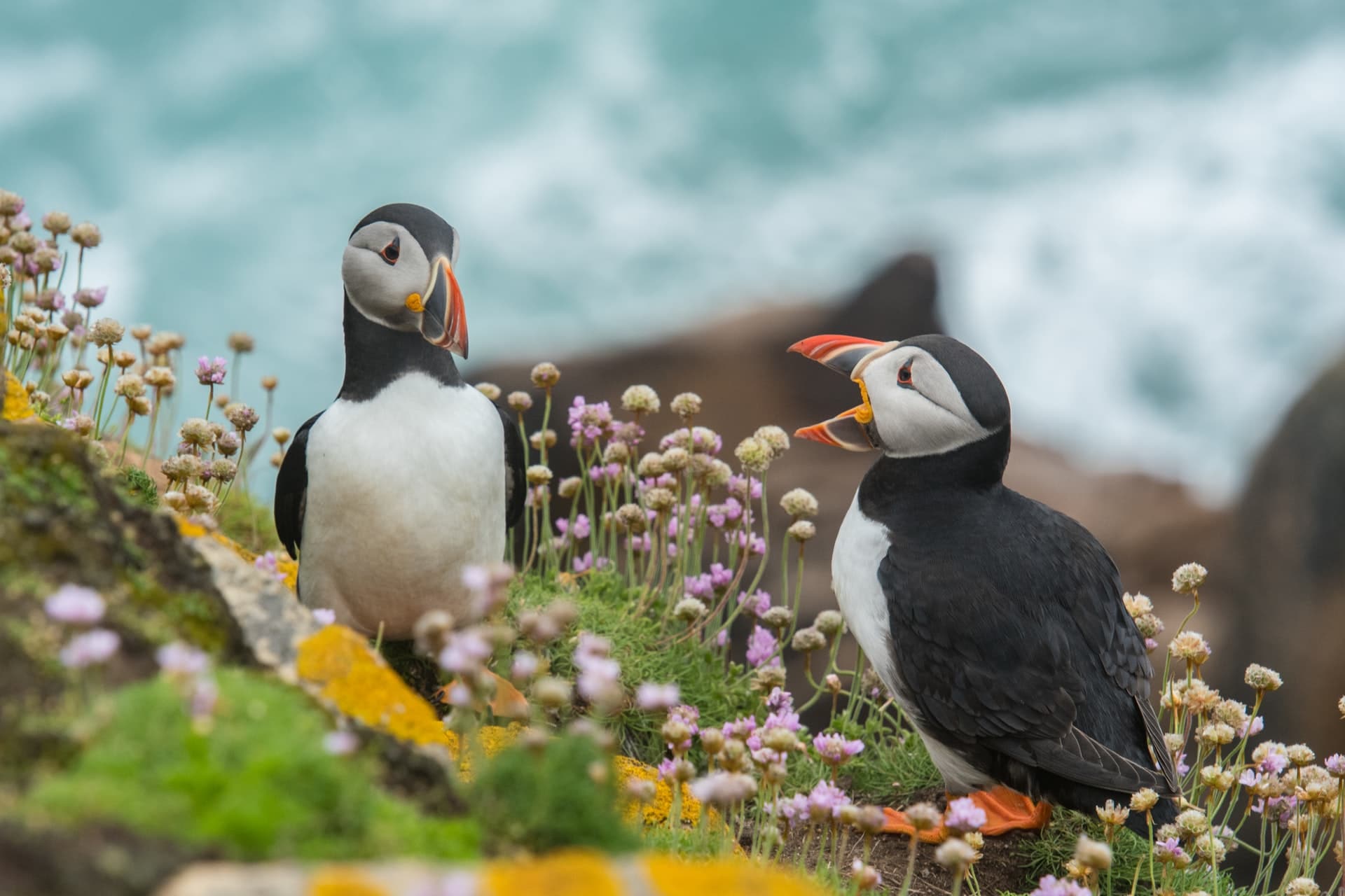 New Species of Puffin Evolved in Response to Climate Change