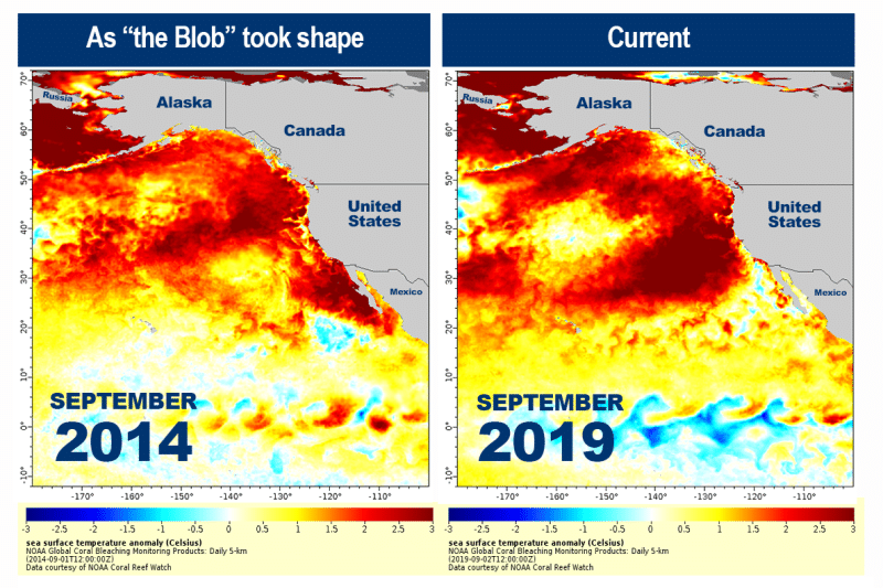 Two maps showing similar marine heatwaves in 2014 and 2019.