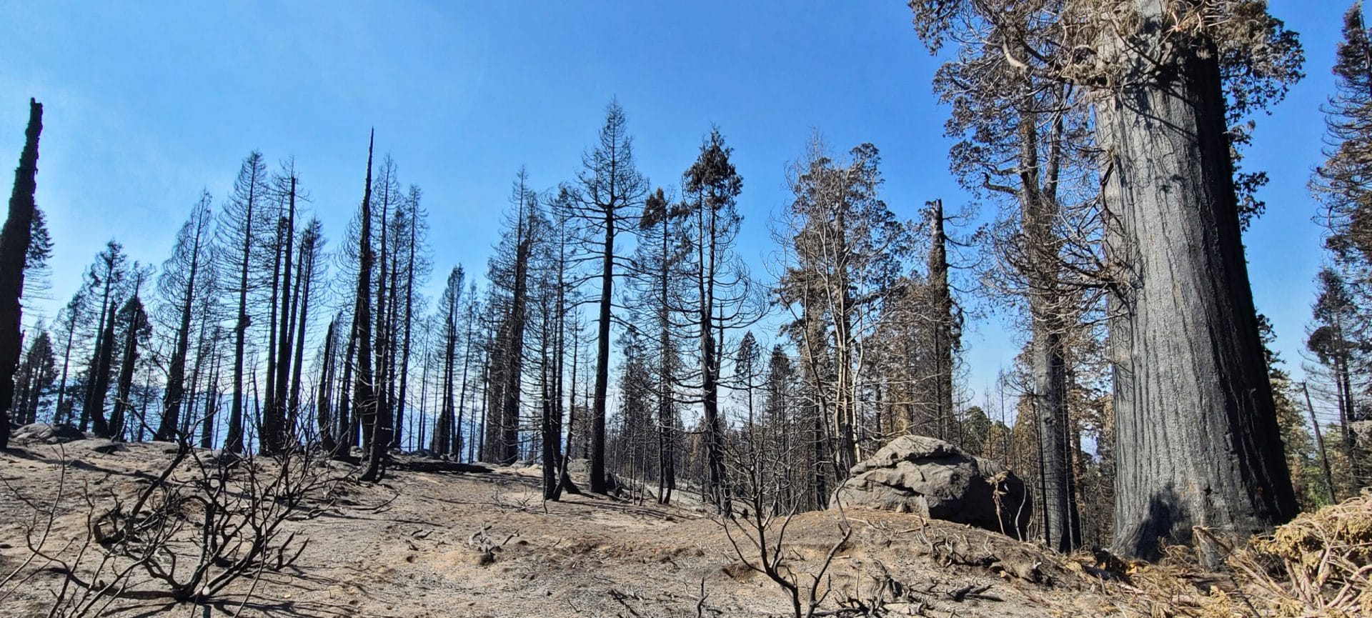 Charred giant sequioa trees after wildfires