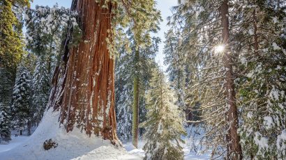 Large tree trunk and trees in snow