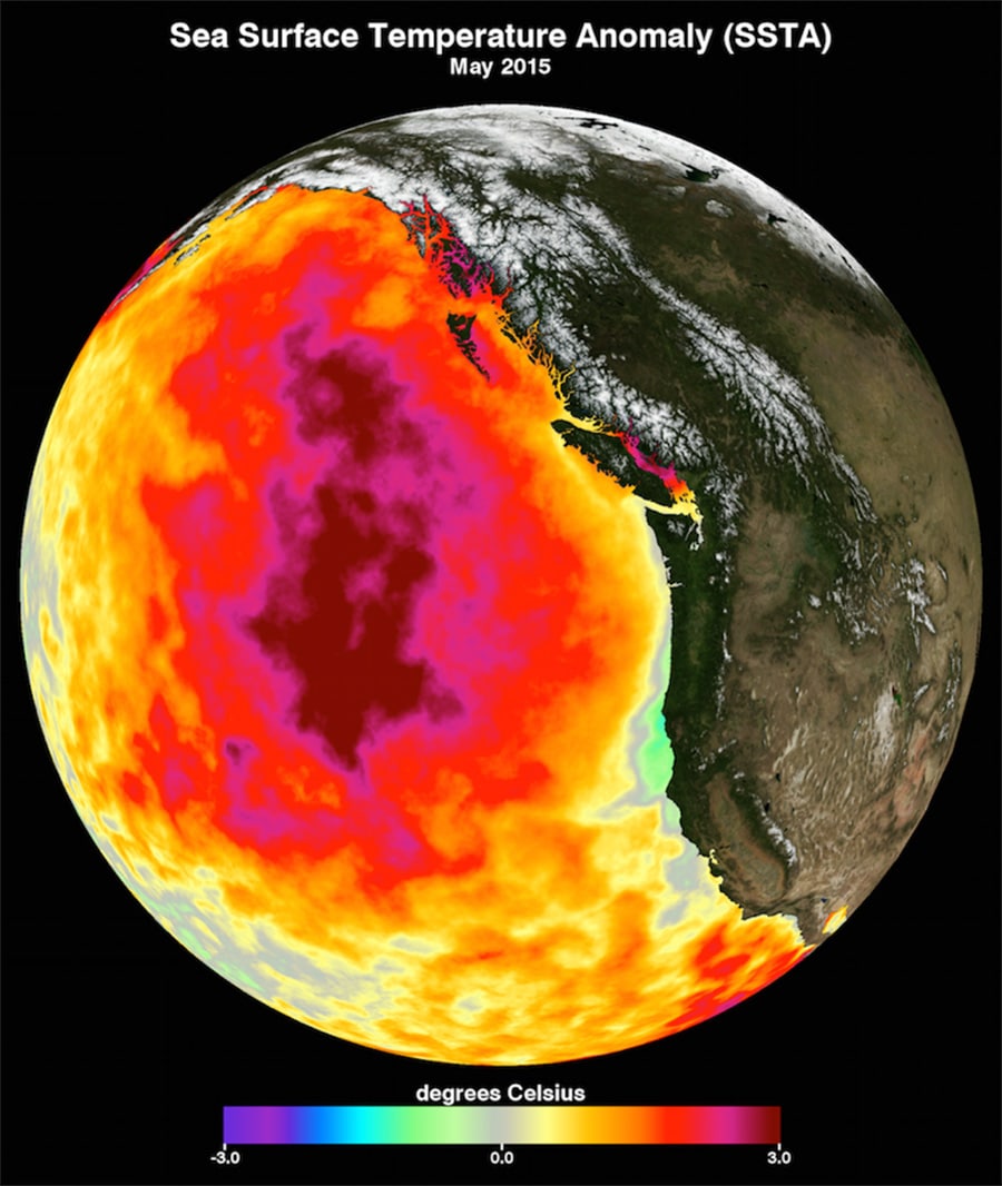 heatmap of a marine heatwave in the pacific ocean