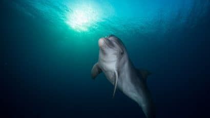 Dolphin. Credit: טל שמע. CC BY-SA 4.0. Photo accessed via Wikimedia Commons.