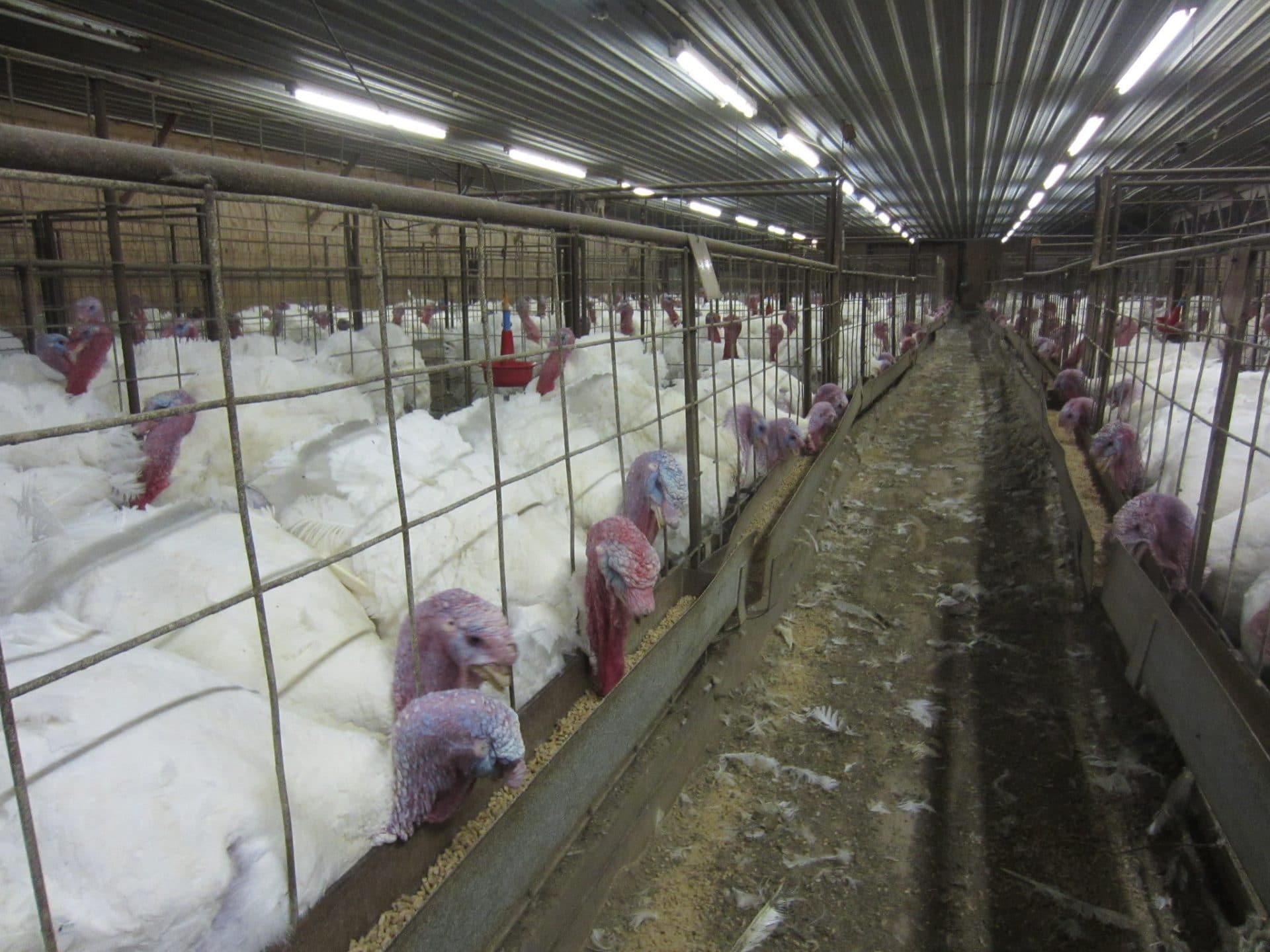 turkeys in cages in factory farm