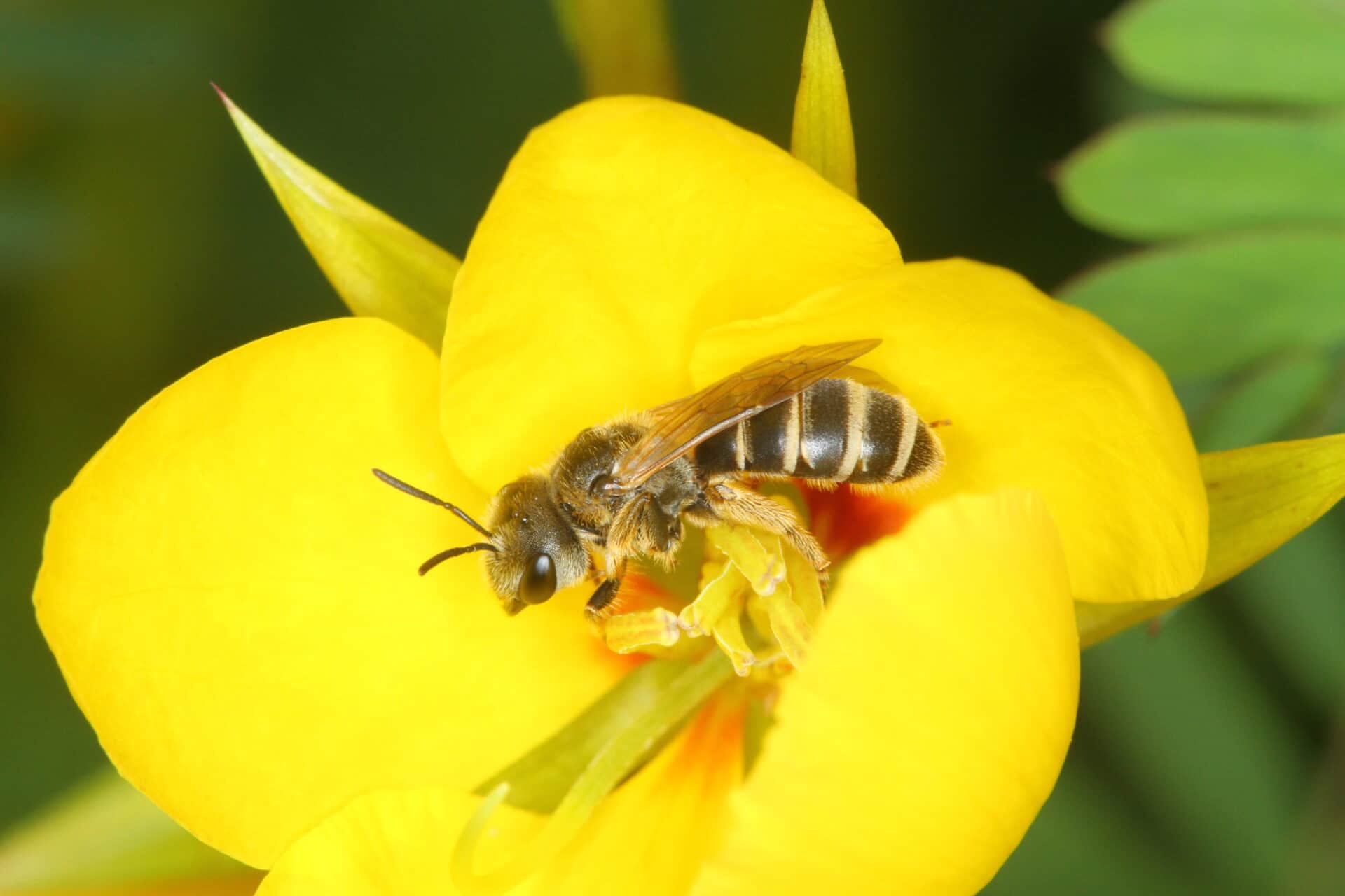 Bee on yellow flower