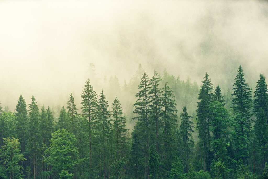 https://thebulletin.org/wp-content/uploads/2022/04/forest-3622519_1920-150x150.jpg
