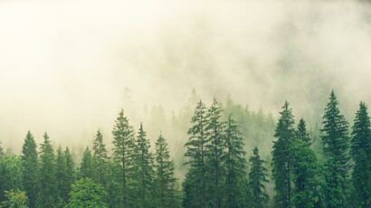 conifers and mist