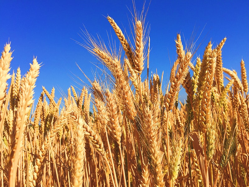 Wheat. Credit: Rawpixel. CC0 1.0.