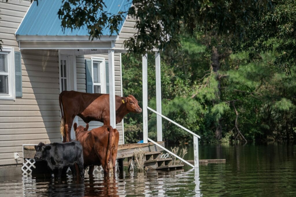 three cows on porch to avoid floodwaters