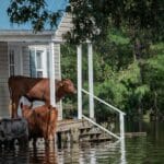 three cows on porch to avoid floodwaters