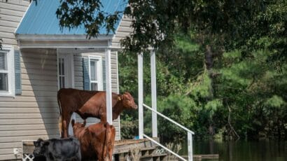 three cows on porch to avoid floodwaters