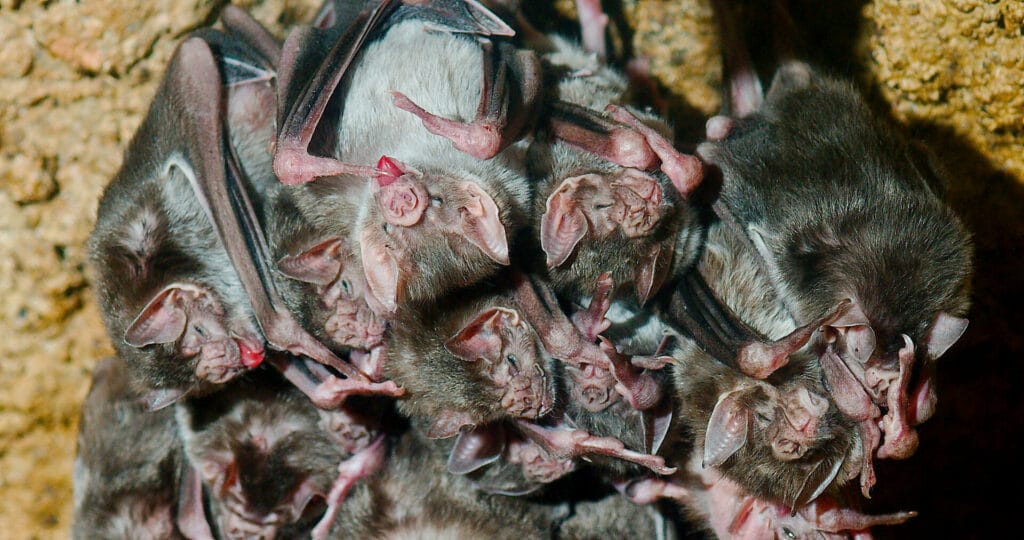 A vampire bat colony.