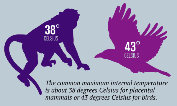 What Happens If The World Gets Too Hot For Animals To Survive 