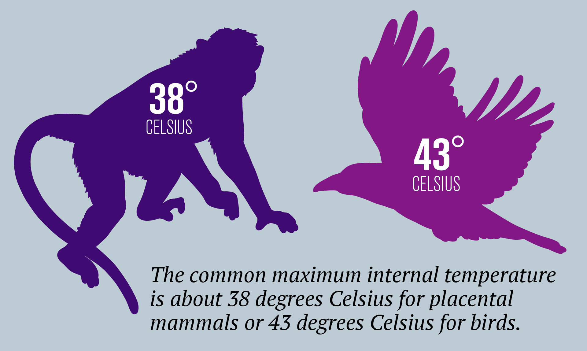 Infographic of a monkey and bird silhouette explaining the maximal internal temps in mammals and birds