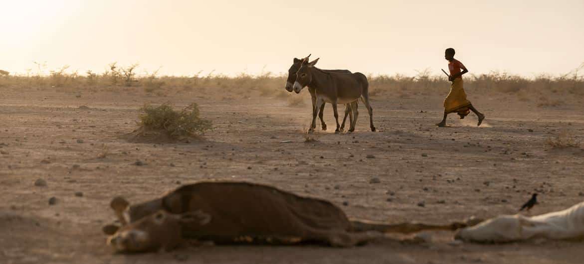 Source: UNICEF/Mulugeta Ayene | A boy leads his donkeys home in a drought affected area in south east Ethiopia.