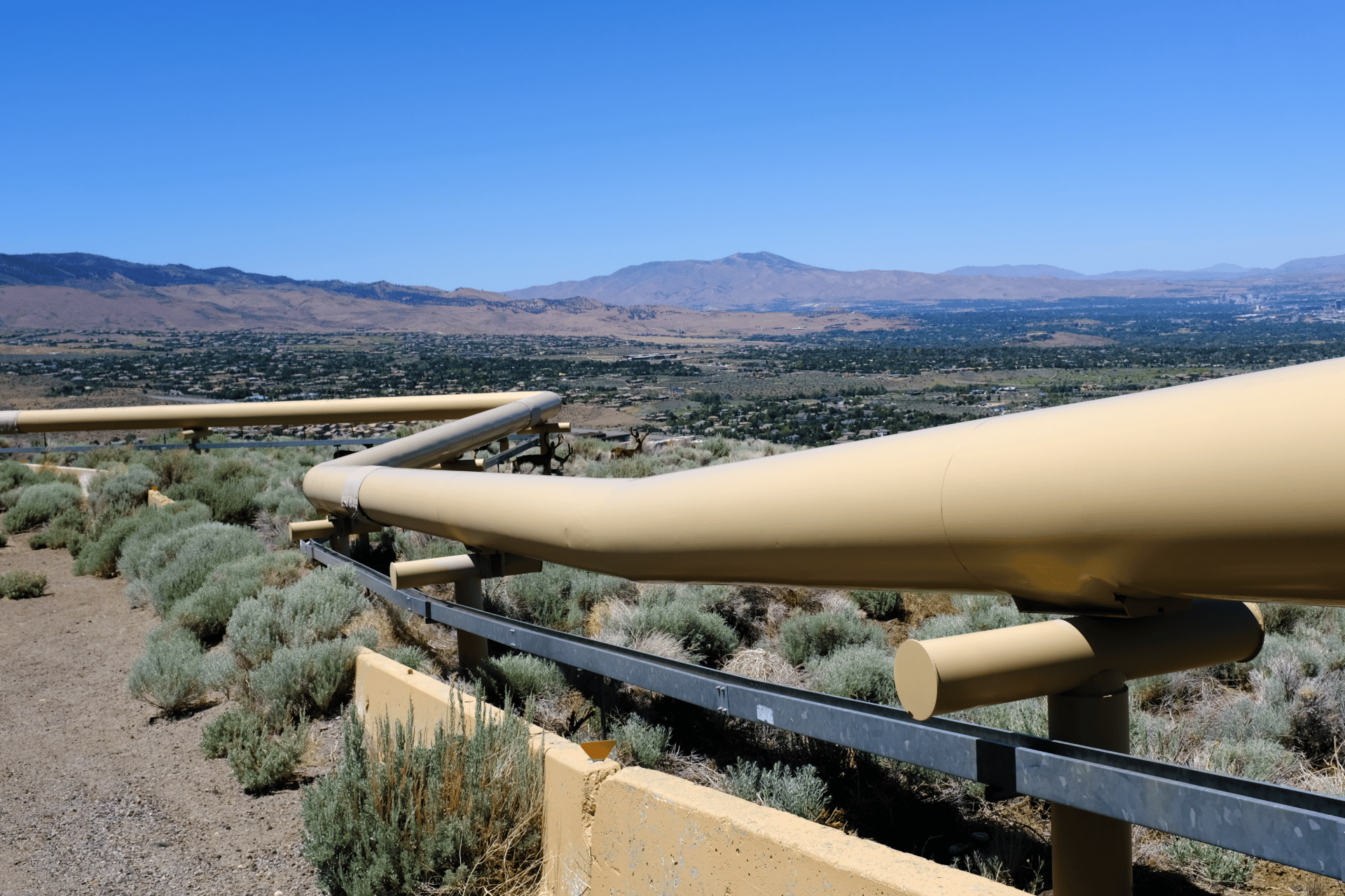 Deer sheltering under a pipe at the Steamboat Hills geothermal complex, with the outskirts of Reno in the distance. (Jessica McKenzie)