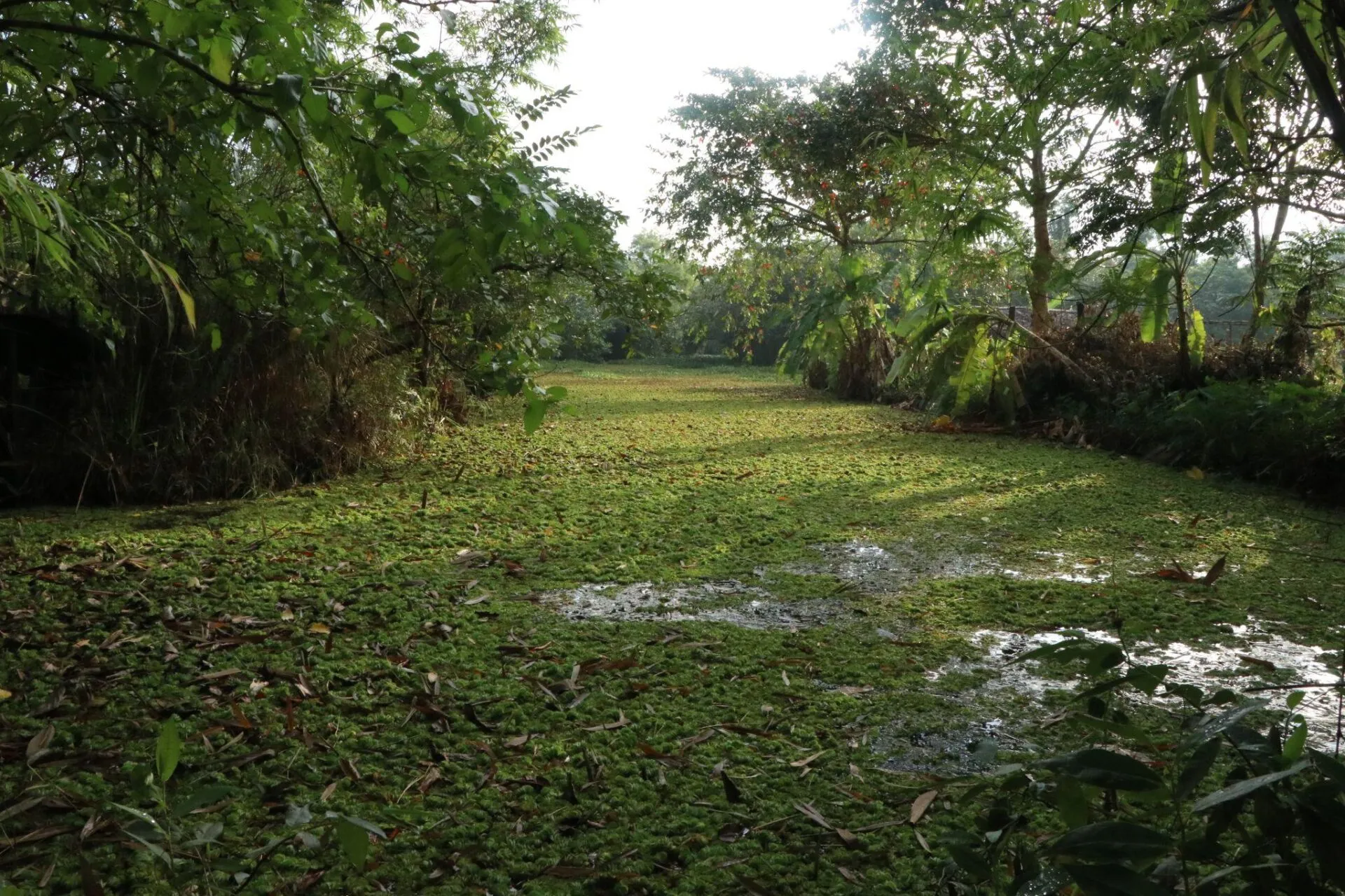 Once used as trash dumps, Sri Lanka’s wetlands are remade as flood ...