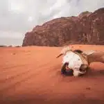 animal skull in desert, Jordan