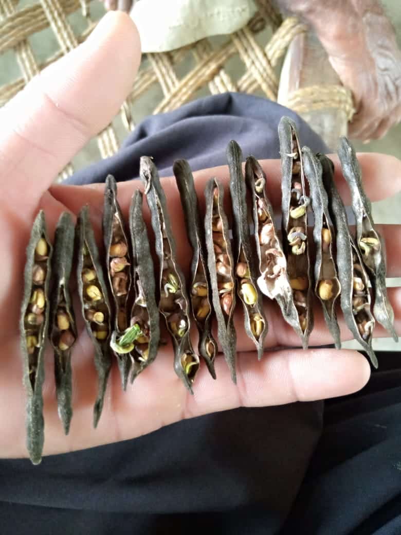 destroyed mung beans in a hand