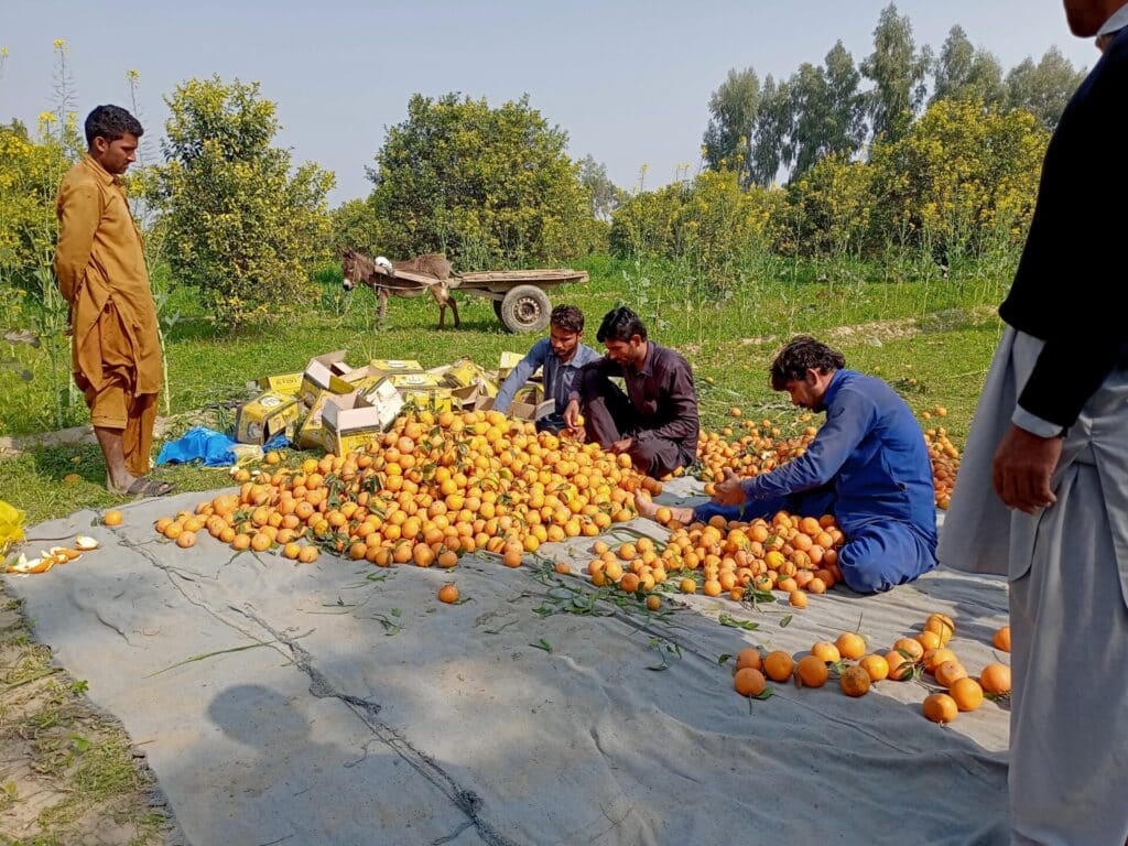 farmers sort citrus fruit in an orchard