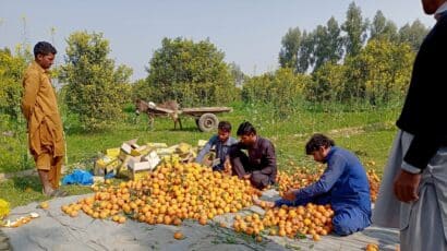 farmers sort citrus fruit in an orchard
