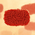 Mpox virus illustration.