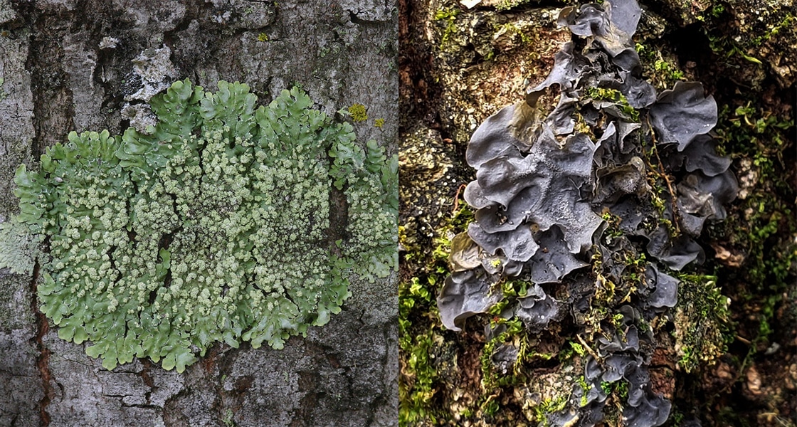 two lichens