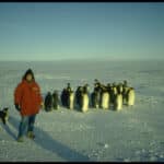 Sue Solomon in Antarctica with penguins
