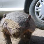 An armadillo