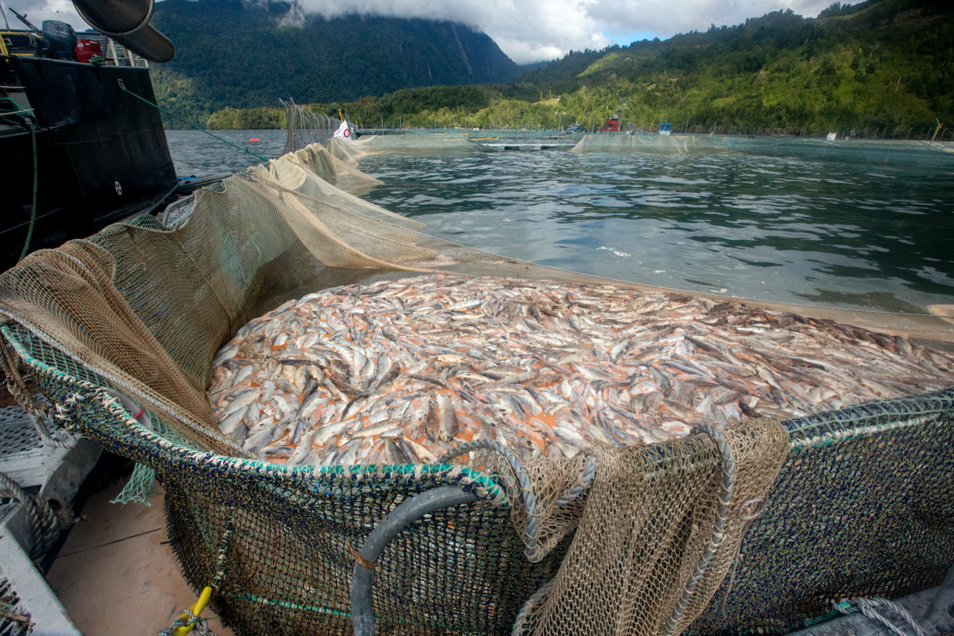 The harmful algal bloom in Comau Fjord in 2021 wiped out 6,000 tons of fish. (Photos: Alvaro Vidal)