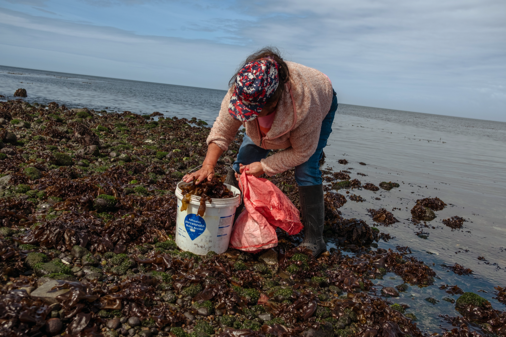 A woman collects seaweed near the town of Ilque on February 26, 2023. (Photo: Cristobal Venegas)